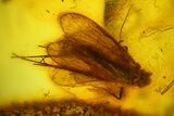 Fossil Caddisflies, Leaf, Flies, Aphid and a Mite in Baltic Amber #159834-1
